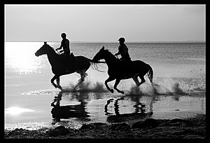 Klicka på bilden för större version

Namn: strandridning3.jpg
Visningar: 101
Storlek: 240,2 KB
ID: 2134831