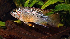 Klicka på bilden för större version

Namn: (BILD 12) Apistogramma sp. algodon II, hanne.jpg
Visningar: 218
Storlek: 93,8 KB
ID: 2146397