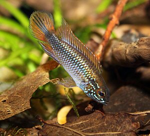 Klicka på bilden för större version

Namn: (BILD 3) Apistogramma agassizii double red , hanne1.jpg
Visningar: 196
Storlek: 152,5 KB
ID: 2146398