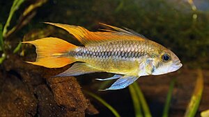 Klicka på bilden för större version

Namn: (BILD 7) Apistogramma sp. cacatuoides , hanne .jpg
Visningar: 200
Storlek: 87,7 KB
ID: 2146399