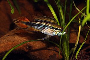 Klicka på bilden för större version

Namn: Apistogramma agazzisii - male.jpg
Visningar: 197
Storlek: 141,6 KB
ID: 2165773