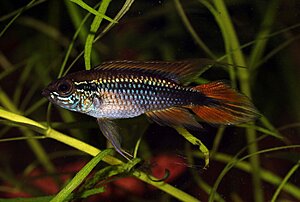 Klicka på bilden för större version

Namn: Apistogramma agazzisii - hanne.jpg
Visningar: 189
Storlek: 152,8 KB
ID: 2165774