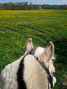 Klicka på bilden för större version

Namn: ridtur3.jpg
Visningar: 68
Storlek: 246,9 KB
ID: 2340014