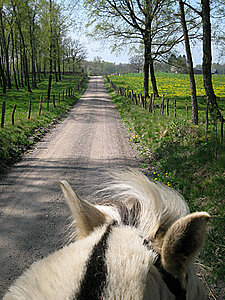 Klicka på bilden för större version

Namn: ridtur5.jpg
Visningar: 57
Storlek: 226,1 KB
ID: 2340016