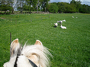 Klicka på bilden för större version

Namn: lancemaj3.jpg
Visningar: 101
Storlek: 352,2 KB
ID: 2341288