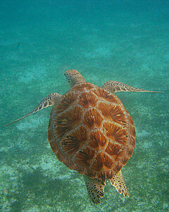 Klicka på bilden för större version

Namn: snorkel2.jpg
Visningar: 67
Storlek: 579,3 KB
ID: 2343501