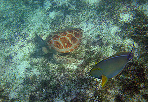 Klicka på bilden för större version

Namn: snorkel16.jpg
Visningar: 84
Storlek: 816,4 KB
ID: 2343541