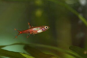 Klicka på bilden för större version

Namn: Rasbora merah 1.jpg
Visningar: 77
Storlek: 41,1 KB
ID: 2344022