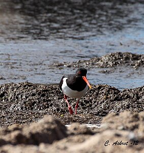 Klicka på bilden för större version

Namn: strandskata.jpg
Visningar: 67
Storlek: 187,3 KB
ID: 2344681