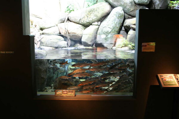 Akvariet i Gifu