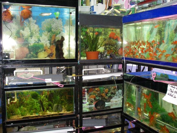 Akvarieaffär i Nha Trang