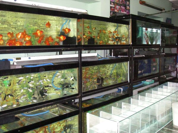 Akvarieaffär i Saigon
