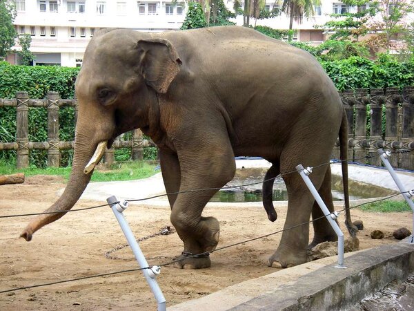 En elefant på Saigonzoo