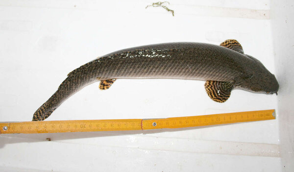 Polypterus ornatipinnis 40cm
