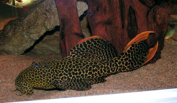 Pseudacanthicus leopardus  L114