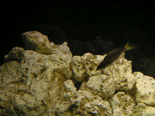 Cyprichromis leptosoma 