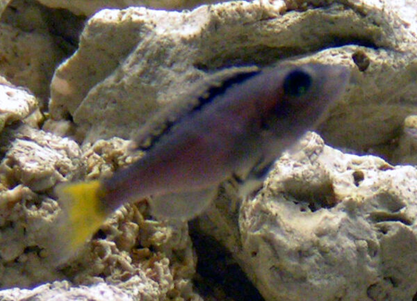 Cyprichromis leptosoma 