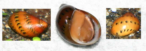 Red Ruby Nerite