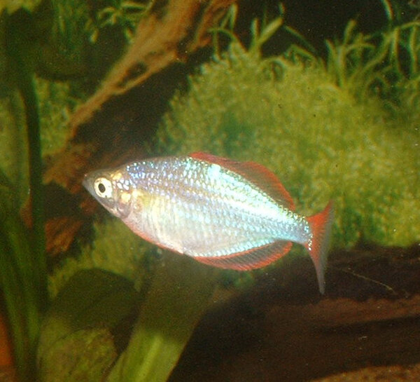 Melanotaenia praecox - Neonregnbågsfisk