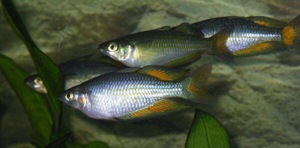 Melanotaenia parkinsoni - Parkinsons regnbågsfisk