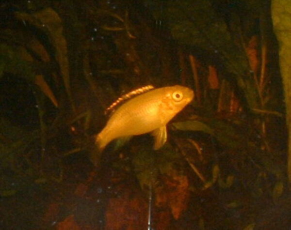 Pelvicachromis pulcher - Palettciklid (albino)