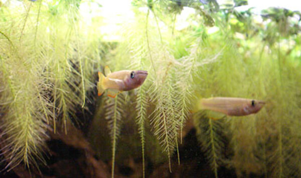 a. lineatus "gold"