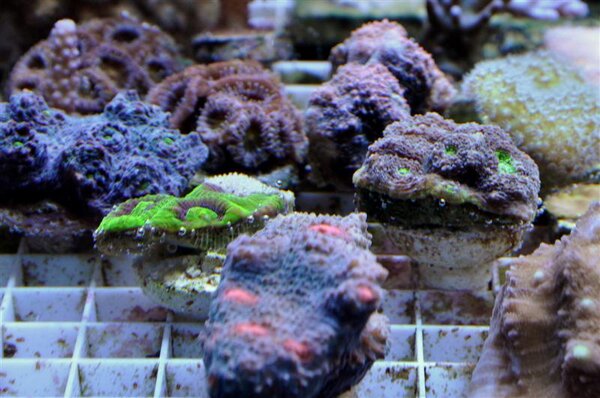 Korallodling