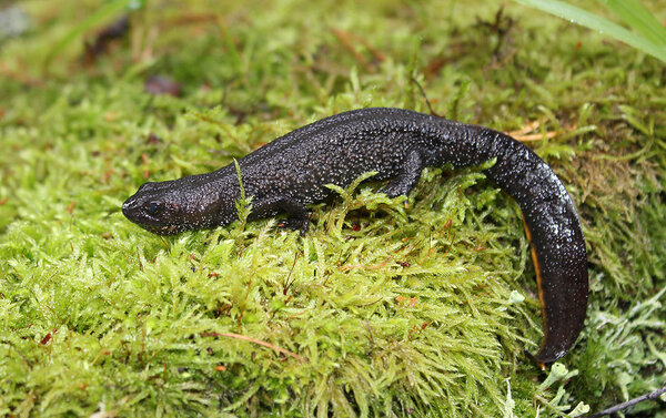 Stor salamander hona