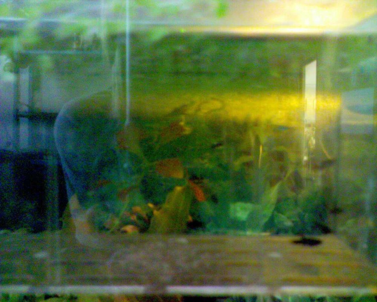 25 liters yngel akvarium
