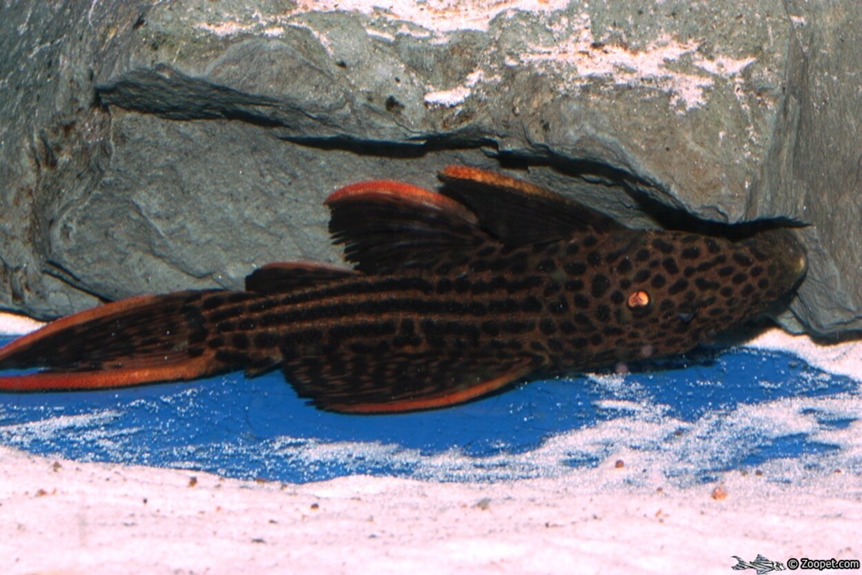 Pseudacanthicus sp. (L025)