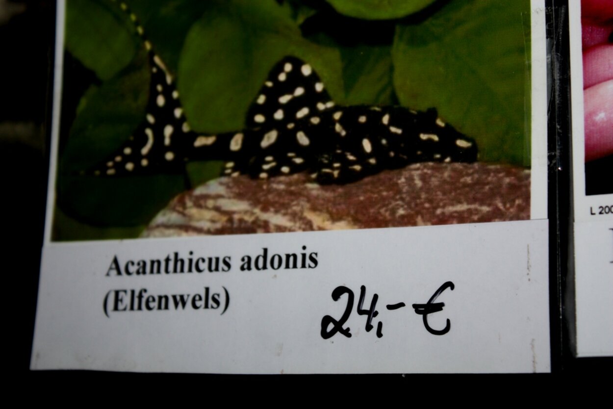 Pris på Acanthicus sp. aff. adonis