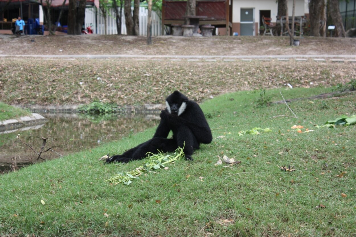 Apa på djurparken nära Pattaya