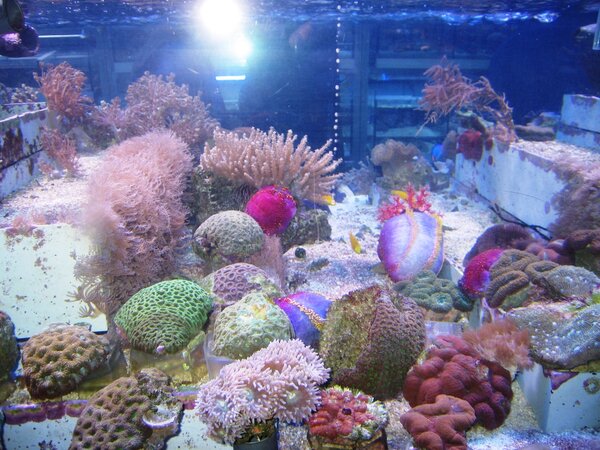 Lite koraller till salu