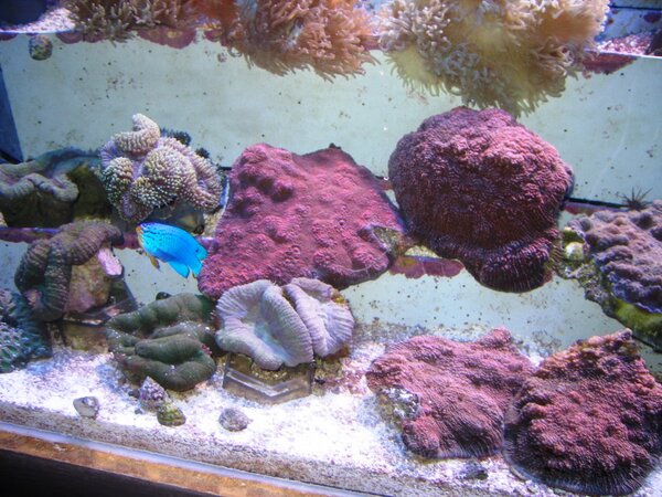 Lite koraller till salu