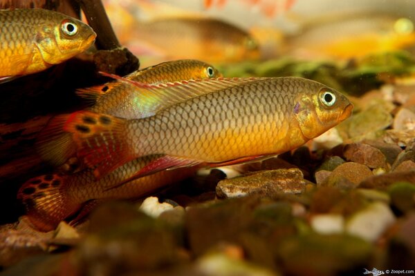 Pelvicachromis taeniatus "Lokoundje"