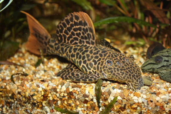 L114, Pseudacanthicus leopardus