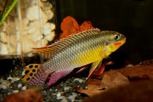 Pelvicachromis taeniatus "Molior"
