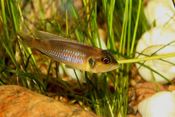 Julidochromis ocellatus