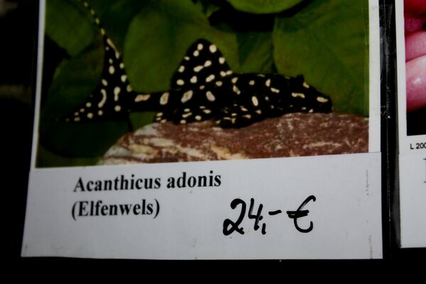 Pris på Acanthicus sp. aff. adonis