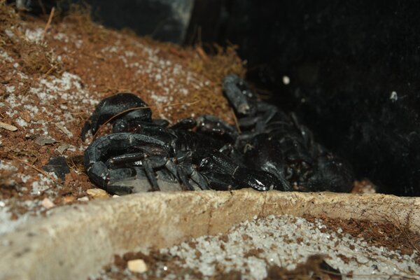 Lite inhemska skorpioner