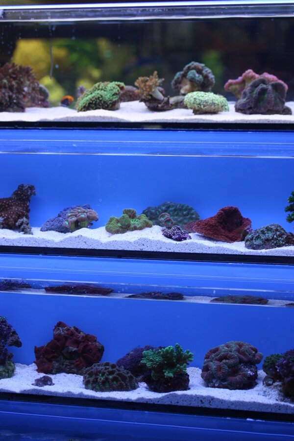 Lite olika koraller till salu...
