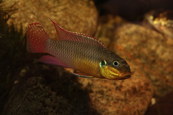 Pelvicachromis taeniatus "Dehane"