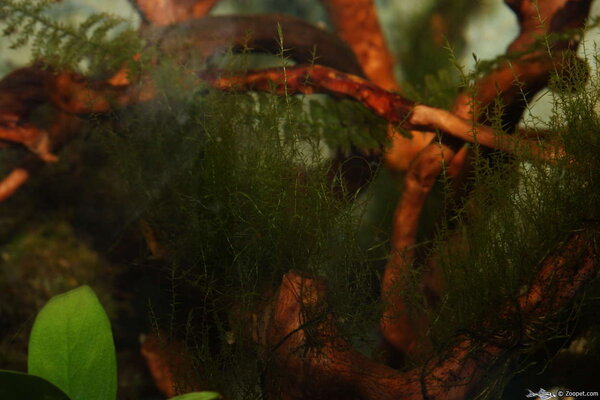 Stringy moss