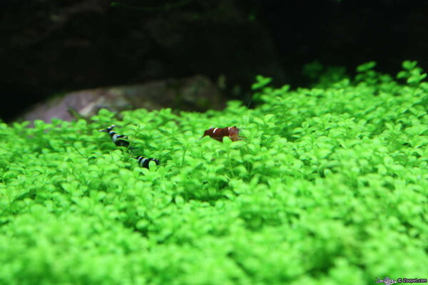 Ruby Red i grönskan