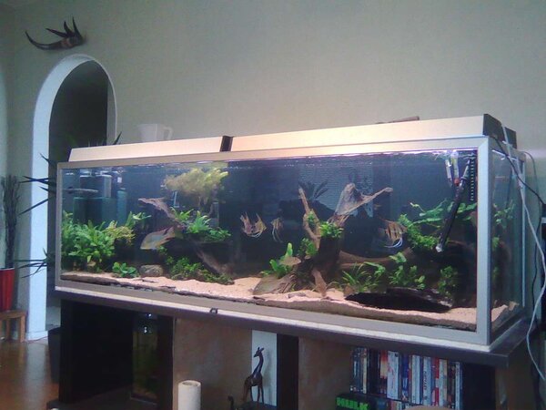 Mitt jordätar / scalare akvarium!