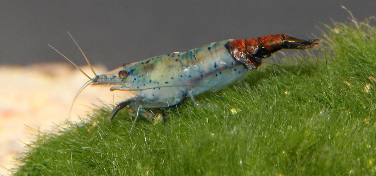 Carbon Rilli Shrimp - Neocaridina heteropoda